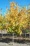 Unity Sugar Maple.jpg